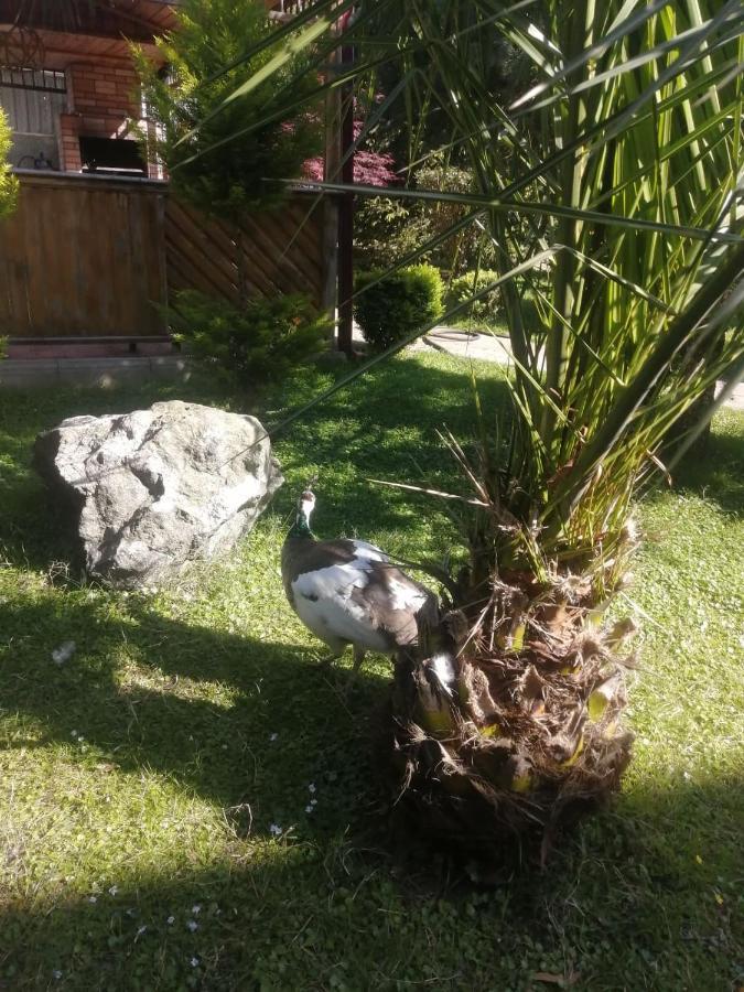 Vacation Home Nukri Gonio Exterior photo